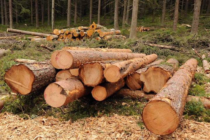 Vendeur de bois coupés Plaisir
