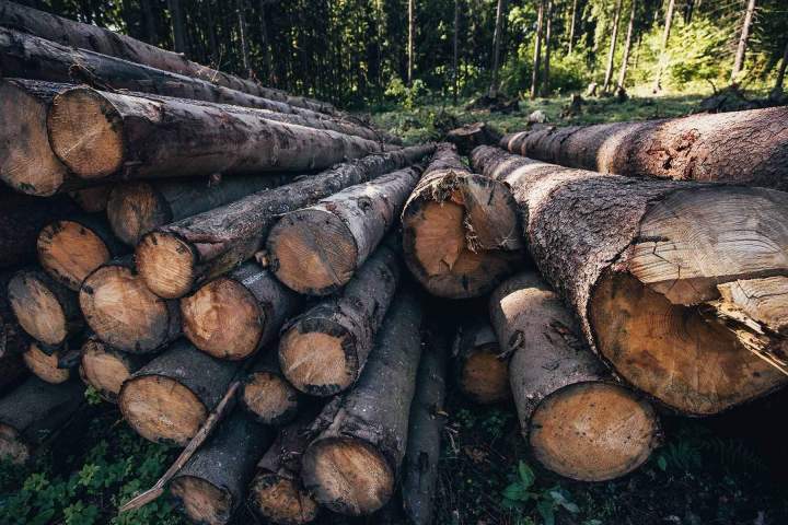 Stères de bois Plaisir